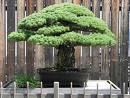 Bonsai (envio p/e-mail)